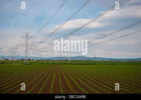 Übertragungstürme, die Stromleitungen über ein bewachsenes Feld tragen, bilden einen auffälligen Kontrast zum bewölkten Himmel. Stockfoto