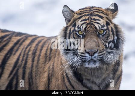 Aggression, aggressiv, Wut, wütend, Tier, Tierthemen, asien, Biest, schön, Schönheit, bengalen, groß, schwarz, Fleischfresser, Katze, nah, Farbe, Gefahr Stockfoto