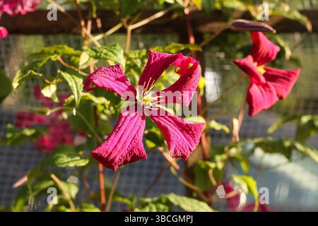 Pink Clematis Blossoms Fangen Rochen Stockfoto