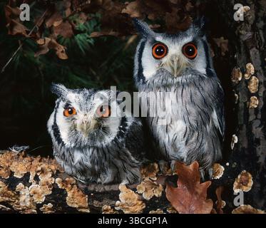 Northern White Faced Owl (Otus leucotis), White Faced Scops Owl, White Faced Scops Owl, White Faced Owl Stockfoto