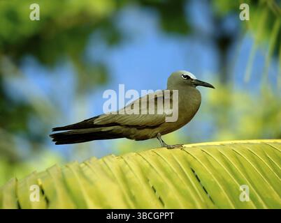 Noddi Tern, Bird Island, Seychellen (Anous stolidus pileatus), Side Stockfoto
