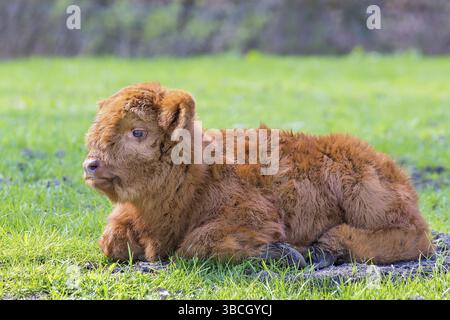 Ein neugeborenes Braun schottische Highlander Kalb in grünen Weide liegend Stockfoto