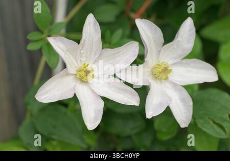 Zwei weiße Clematis-Blüten klettern im Frühjahr auf einem Spalier Stockfoto