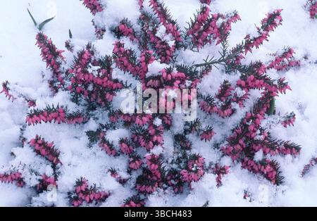 Familie Heide (Sträucher) im Schnee, Schneeheide (Erica herbacea) im Schnee (Gartenpflanzen Heidekraut Familie) (Ericaceae) (Sträucher) (Sträucher) (blühend) (rosa Stockfoto