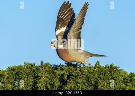 Eine Taube hebt von einem Ast ab und fliegt in den blauen Himmel, Holztaube (Columba palumbus), Wildtiere, Deutschland, Europa Stockfoto
