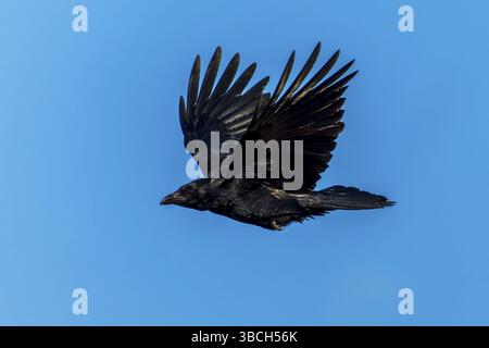 Eine schwarze Krähe fliegt kraftvoll mit ausgestreckten Flügeln, Corvus Corone Wildtiere, Deutschland, Europa Stockfoto