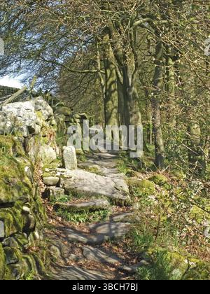 Ein langer schmaler Pfad entlang einer moosbedeckten Steinmauer mit blühenden Frühlingswäldern und blauem Himmel im colden Valley West yorkshire Stockfoto