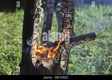Der schwelende Baumstamm brannte in der Mitte aus Stockfoto