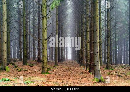 Dichter Wald mit hohen Kiefern mit nebeliger Atmosphäre und sanftem Licht. Deutschland Stockfoto