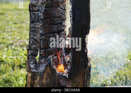 Der schwelende Baumstamm brannte in der Mitte aus Stockfoto