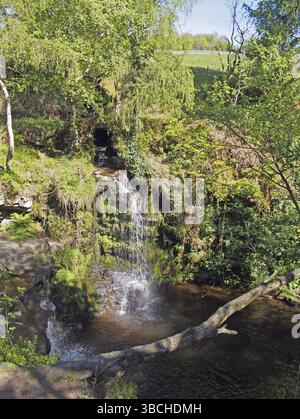 Lumb Hole fällt einen Wasserfall im Wald am Crimsworth Decan nahe dem Pecket Well in calderdale im Westen yorkshires Stockfoto