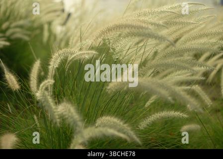 Weicher Fokus auf hohem Gras mit federnd weißen Federn, die sich in einer sanften Brise bewegen. Abu Dhabi, VAE Stockfoto