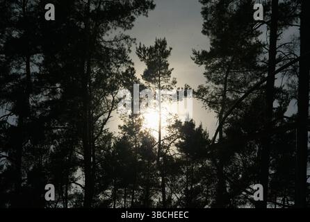 Sonnenlicht, das durch hohe Kiefern in einem dichten Wald filtert und einen Silhouetteneffekt erzeugt. Österreich Stockfoto