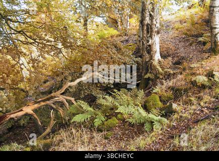 Herbstliche Waldszene mit einem Hangweg zwischen Bäumen mit Orangenblättern und Farnen mit umgefallenen Ästen und moosbedeckten Felsen Stockfoto