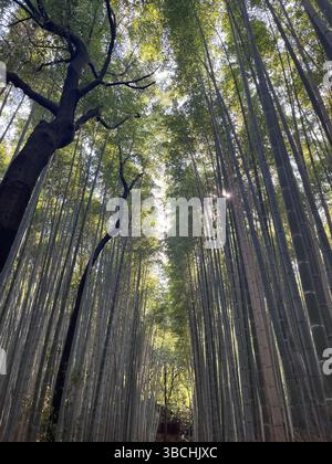 Sonnenlicht, das durch große Bambusbäume in einem dichten Waldhain gefiltert wird Stockfoto