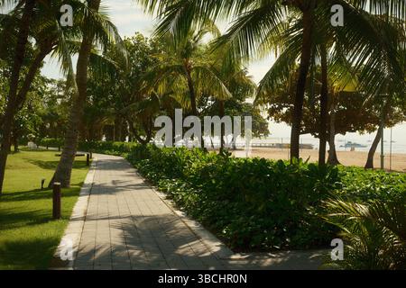 Ein malerischer Strandweg am Morgen gesäumt von Palmen und üppigem Grün Stockfoto