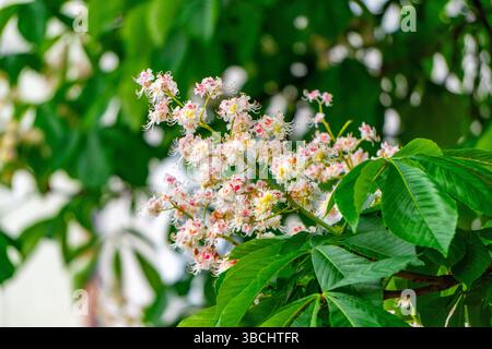 Blühender Zweig eines Rosskastanienbaums mit weißen Blüten und rosafarbenen Akzenten, vor einem Hintergrund üppig grüner Blätter. Nahaufnahme in Natu Stockfoto