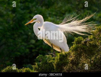 Großer Reiher (Ardea alba), auch bekannt als der gemeine Reiher, großer Reiher, großer Weißreiher, Ocean City Rookery, New Jersey Stockfoto