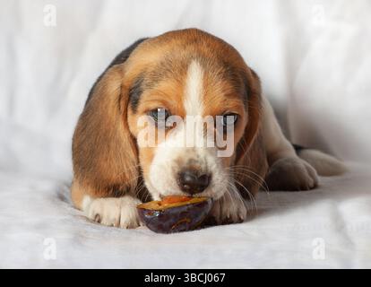 Beagle-Welpe, 1,5 Monate alt, isst Pflaume auf grauem Sofa Stockfoto