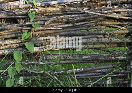 Alter Flechtzaun und grüner Kranz, ländliche Szene Stockfoto