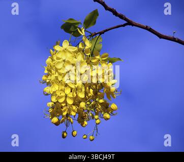 Blumen von dem goldenen regen Baum (Laburnum Anagyroides) Stockfoto