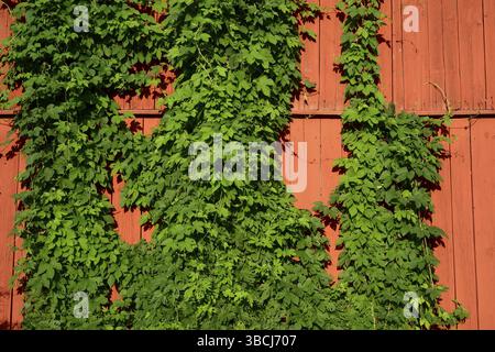 Efeu (Hedera) an einer Holzwand Stockfotografie - Alamy