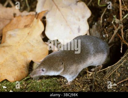 Weißzahnspitzel (Crocidura russula), Spitzspitzel, Nordrhein-Westfalen, Deutschland, Europa Stockfoto