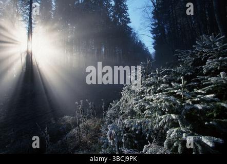 Sunrayes leuchten durch Raureif bedeckte Bäume im Mischwald, Herzogstand, Sunrayes leuchten durch Raureif bedeckte Bäume im Mischwald, Herzo Stockfoto