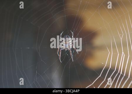 Brückenspinne (Larinioides sclopetarius), Schweden, Europa Stockfoto