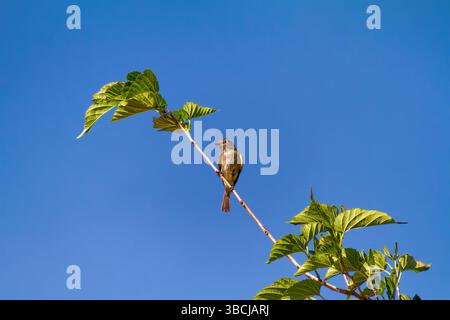 Ein Hausfinkenvogel, der allein auf einem Baumzweig mit blauem Himmel thront Stockfoto