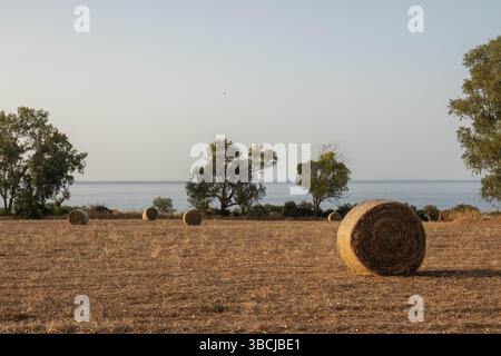 Golden Hour Heuballen auf einem Feld bei Bäumen und dem Meer Stockfoto