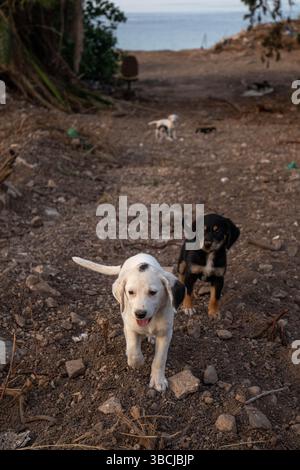 Niedliche kleine Geschwisterwelpen spielen draußen an der Küste Stockfoto