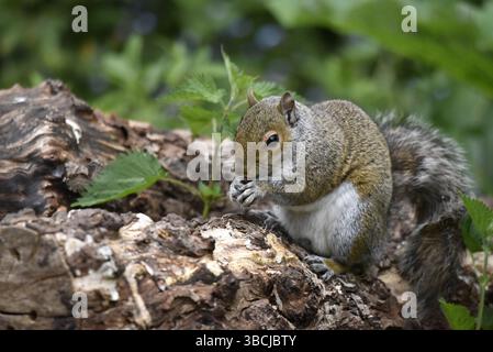 Bild eines Grauen Eichhörnchens (Sciurus carolinensis) mit den Pfoten zum Mund, Rinde essen, aufgenommen im Frühjahr in Großbritannien Stockfoto