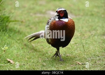Porträt eines männlichen gewöhnlichen Fasans (Colchicus phasianus) mit überkreuzten Beinen auf kurzem Gras stehend, Kamera mit nach links gedrehtem Kopf, aufgenommen in Großbritannien Stockfoto