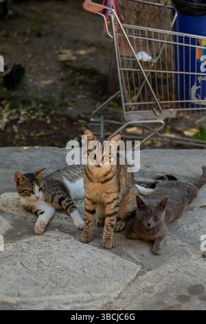 Straßenkatzen chillen, Tabby, bengalen und blaurussisch Stockfoto