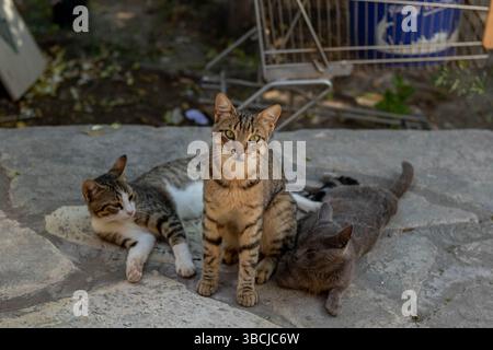 Straßenkatzen chillen, Tabby, bengalen und blaurussisch Stockfoto