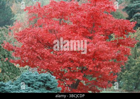 Fächerahorn im Herbst (Acer palmatum 'Osakazuki'), Fächerahorn Stockfoto
