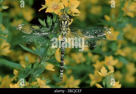 Südliche Aeshna, männlich, südliche Hawker (Aeshna cyanea) Jungfliege, männlich, frisch geschlüpft, blaugrün, andere Tiere, andere Tiere, Insekten, Drachenflie Stockfoto