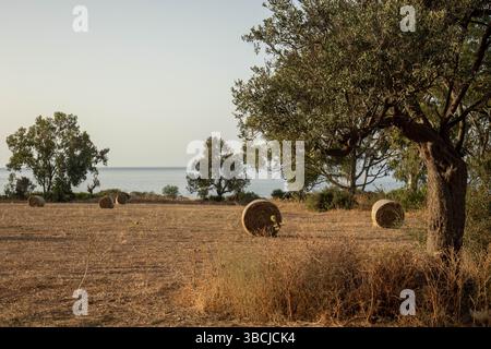 Golden Hour Heuballen auf einem Feld bei Bäumen und dem Meer Stockfoto