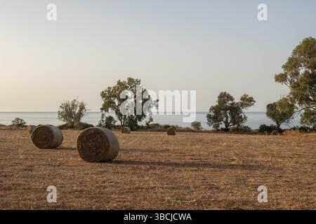 Golden Hour Heuballen auf einem Feld bei Bäumen und dem Meer Stockfoto