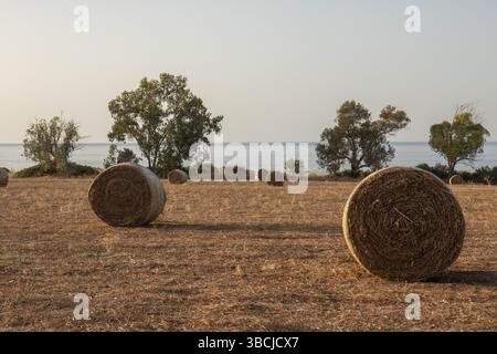 Golden Hour Heuballen auf einem Feld bei Bäumen und dem Meer Stockfoto