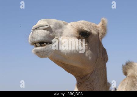 Dromedar, einbuckeliges Kamel (Camelus dromedarius) Stockfoto