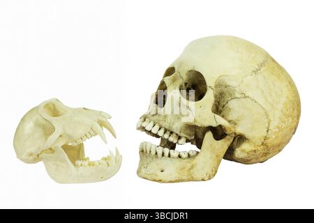 Mensch und Affen Schädel gegeneinander mit offenen Mündern isoliert auf weißem Hintergrund Stockfoto