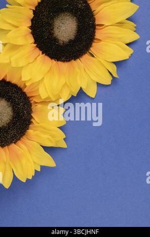 Zwei Sonnenblumen auf blauem Hintergrund mit Platz für text Stockfoto