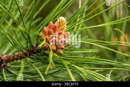 Das Foto zeigt männliche Tannenzapfen, die eine weitere Blütenstände sind, die sich im Frühjahr auf Nadelbäumen wie der Pinus sylvestris-Kiefer bilden. Stockfoto
