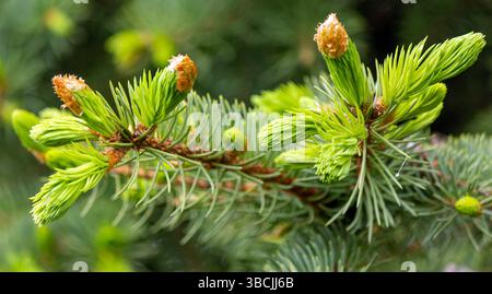 Junge Zapfen aus sibirischer Tanne. Kleine Tannenschüsse. Stockfoto