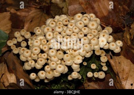 Pinwheel Pilz (Marasmius rotula) Stockfoto