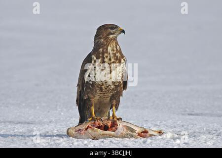 Bussard mit Karpfen, Biosphärenreservat Schorfheide-Chorin, Uckermark, Brandenburg, Deutschland (Buteo buteo) Stockfoto