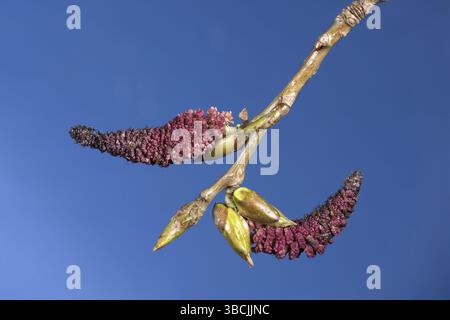 Kanadische Pappel, männliche Catkins (Populus canadensis) Stockfoto