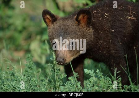 Black Bear Cub, Ontario, Kanada (Ursus americanus) Stockfoto
